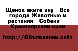 Щенок акита ину - Все города Животные и растения » Собаки   . Красноярский край